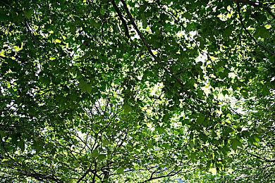 Steam版《怪物猎人：崛起》妃蜘蛛装备展示 游戏现已发售