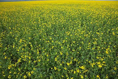 虚幻5制作吉卜力风格《时之笛》动画21日发布